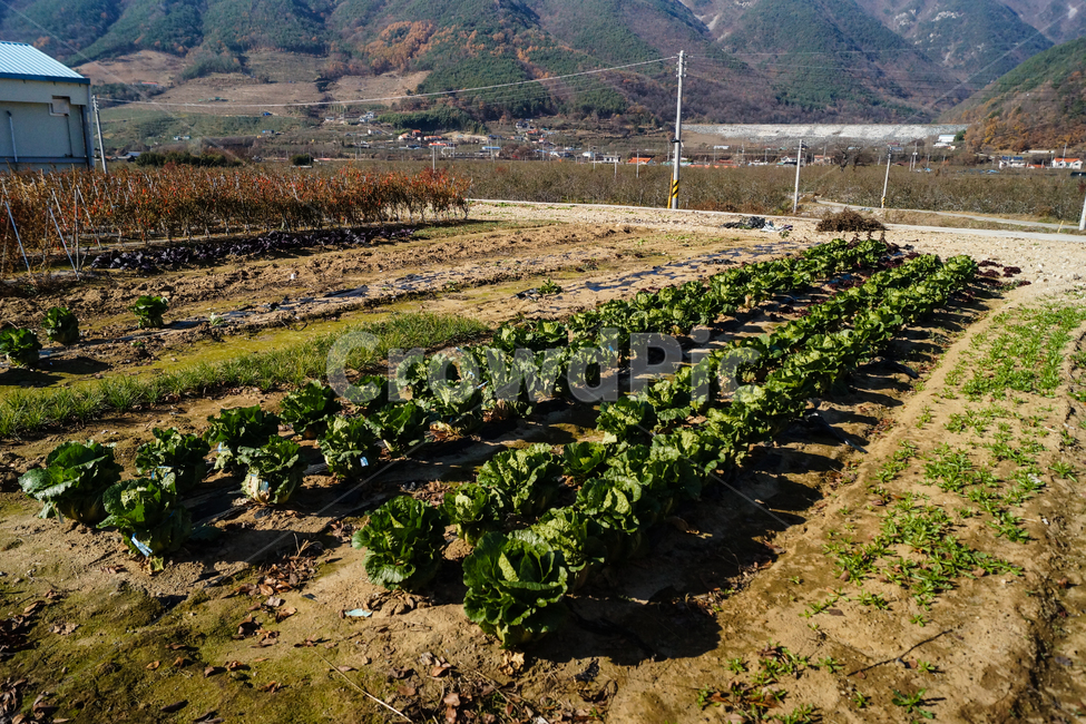 풍경,고추,배추,파,농장,산업,industry,industrial,농업,농사,agriculture,farming,farming industry