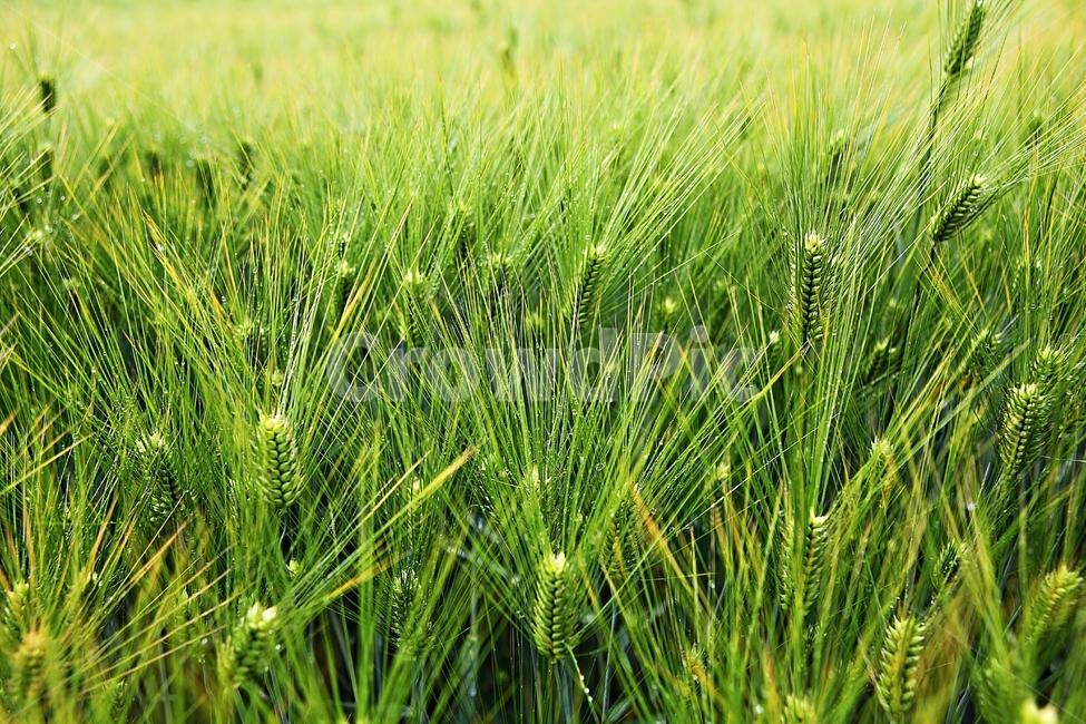 보리밭,보리,곡식,보리이삭,농사,자연,배경