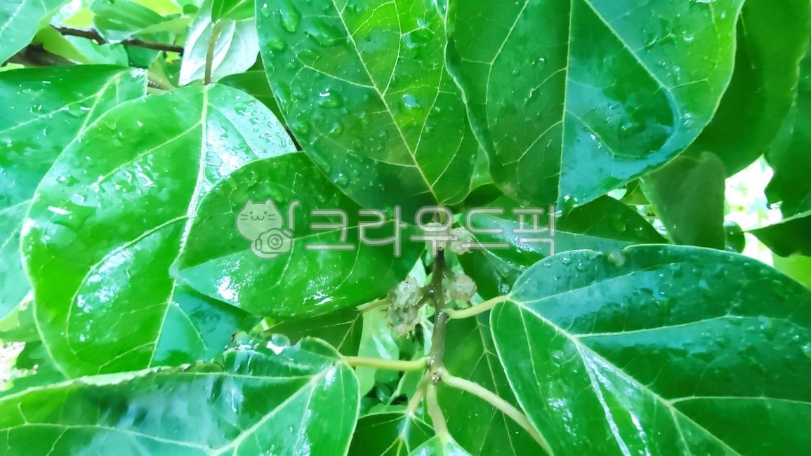 Lets sleep Lets sleep,macluratricuspiadata,Kujippong,Why mulberry tree,Box,Moraceae,Kujibong tree