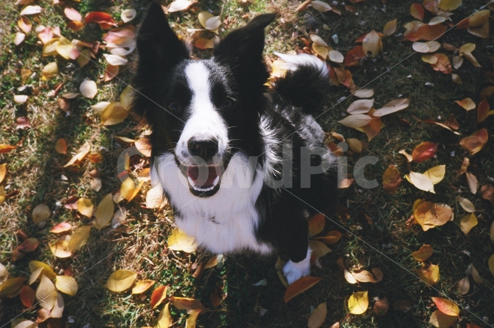 강아지,낙엽,개,보더콜리,필름,필카,필름카메라,동물,animal,포유류,mammal,개,강아지,dog,doggy,감정표현,기분,feeling,emotion