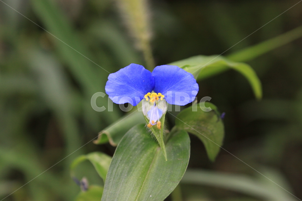 달개비꽃,파란꽃,여름,달개비,자연,한국야생화,식물,plant,flower,blossom,꽃,iris,아이리스,식물,자연,plants,nature,꽃,flower