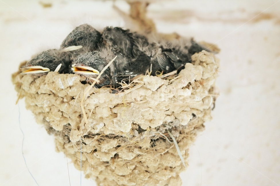 새,재비,재비집,새집,여행,일상,풍경,새끼재비,아기재비,동물,animal,조류,새,birds