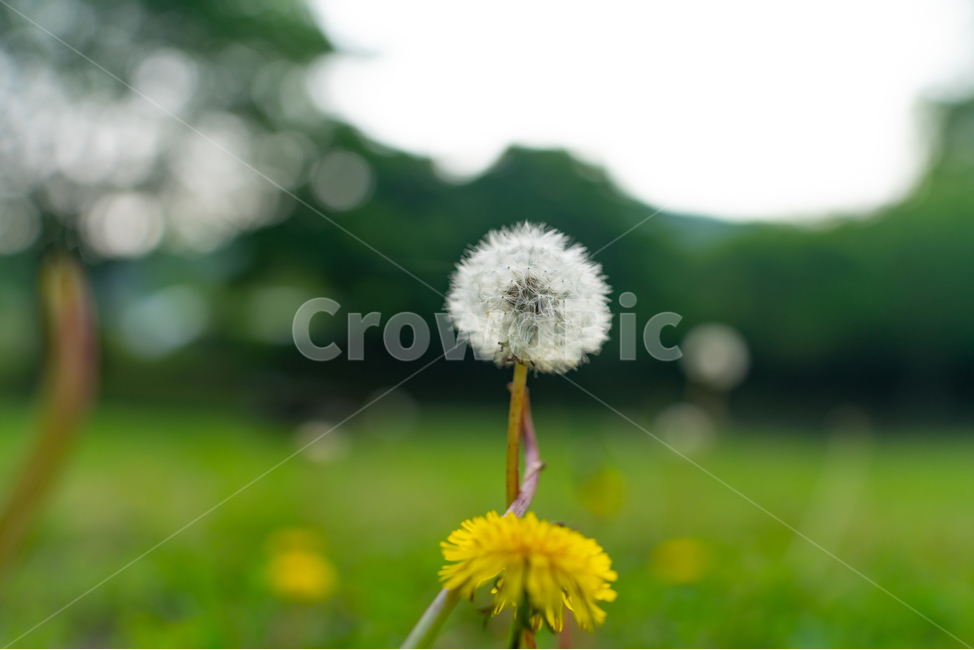 민들레씨,꽃,민들레,초록,식물,식물,자연,plants,nature,꽃,flower