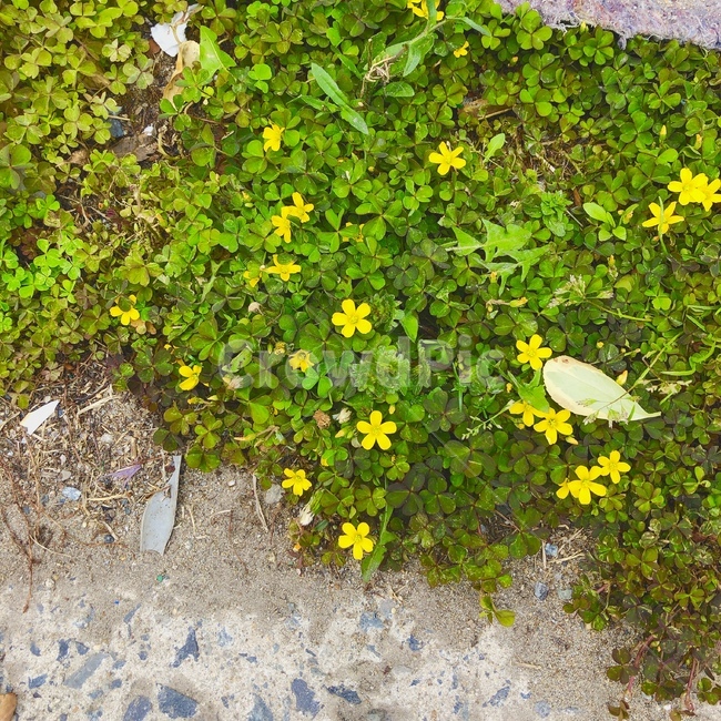 노란꽃,노란색,풀밭,작은꽃,flower,식물,자연,plants,nature,꽃,flower