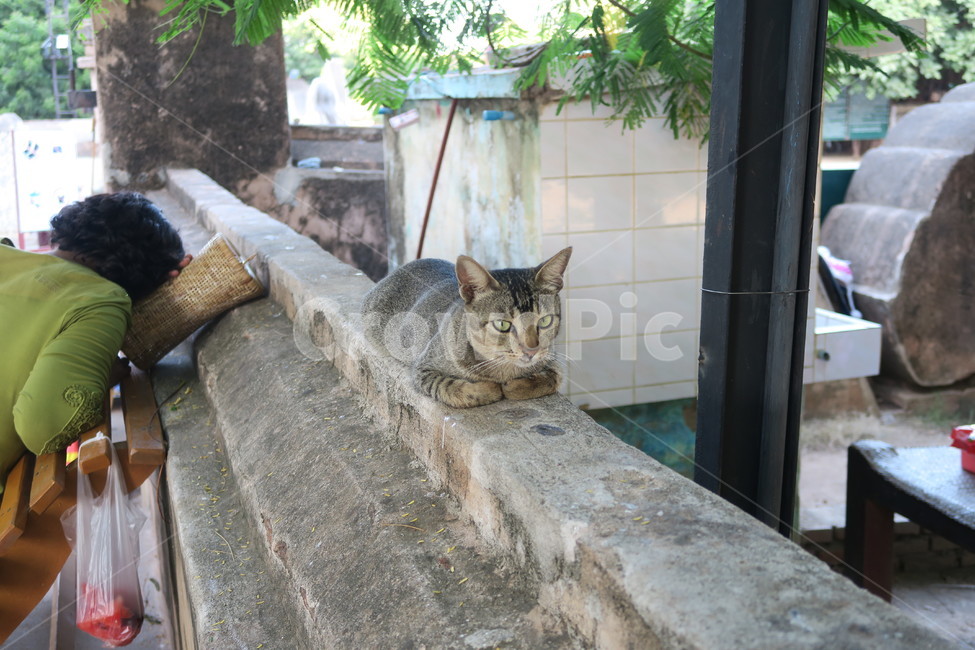 고양이,앉아있는고양이,귀여운고양이,고양이사랑,도도한고양이,cat,animal