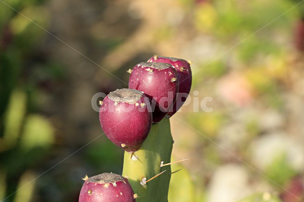 백년초,백년초열매,열매,선인장,plant,식물