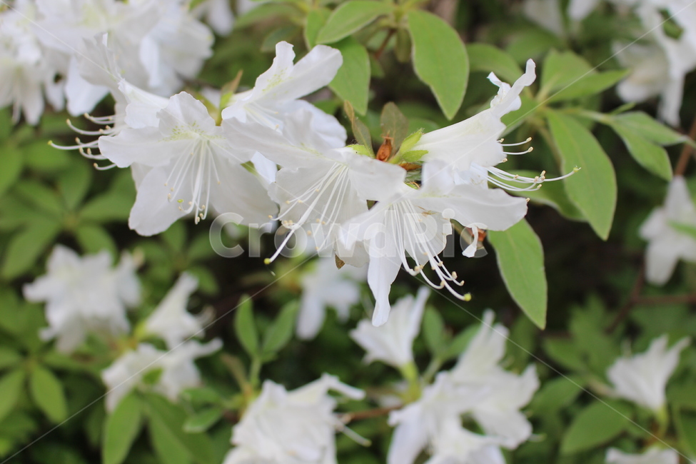 꽃,꽃잎,봄,녹색,흰색,자연,식물,야외,봄,계절,spring,season,식물,자연,plants,nature,꽃,flower,plant,blossom
