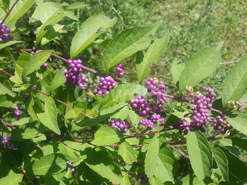 꽃,보라색열매,flower,fruit,봄꽃