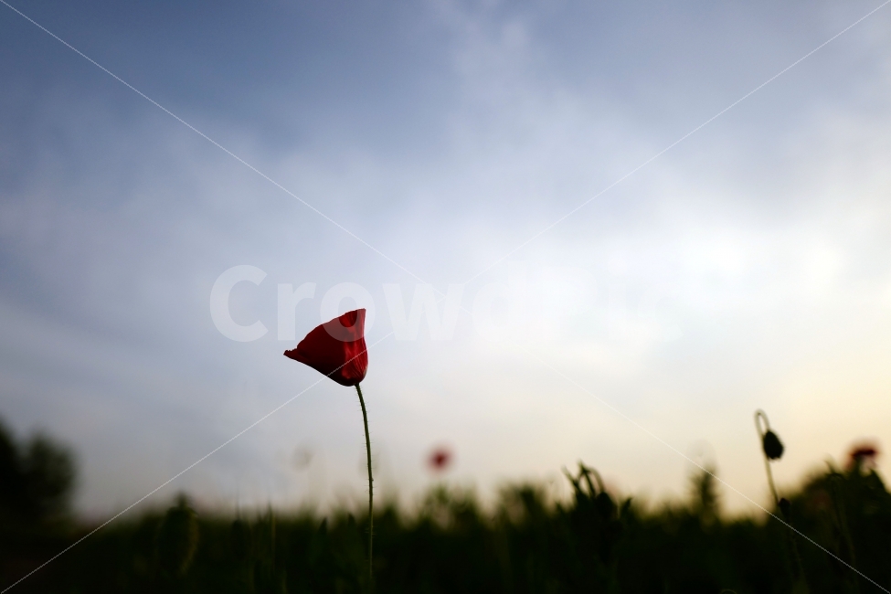 양귀비꽃,꽃,꽃한송이,빨간꽃,한송이,식물,자연,plants,nature,꽃,flower,감성,sensible,feeling