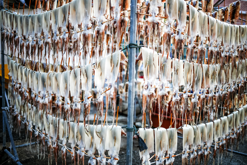 해물,해산물,오징어,덕장,건조,해풍,강원도,어업,fishery,fishing industry