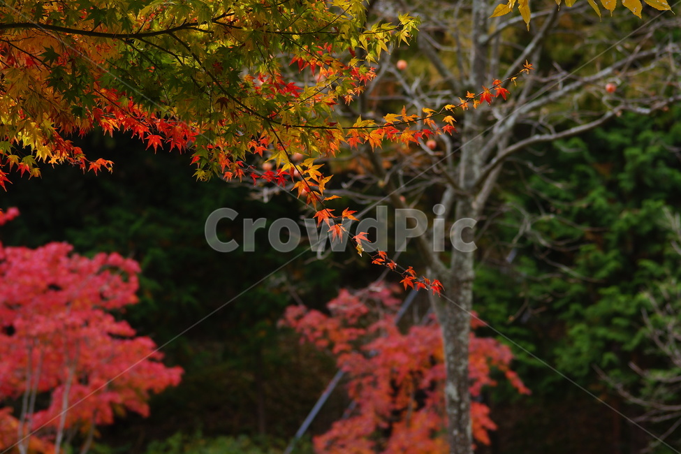 낙엽,단풍,maple,식물,나뭇잎,나무,가을,계절,fall,autumn,season,식물,자연,plants,nature,나무,trees,wood,plant,leaf,잎,tree