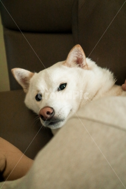 시바견,백시바,강아지,애견,애완견,동물,animal,포유류,mammal,개,강아지,dog,doggy