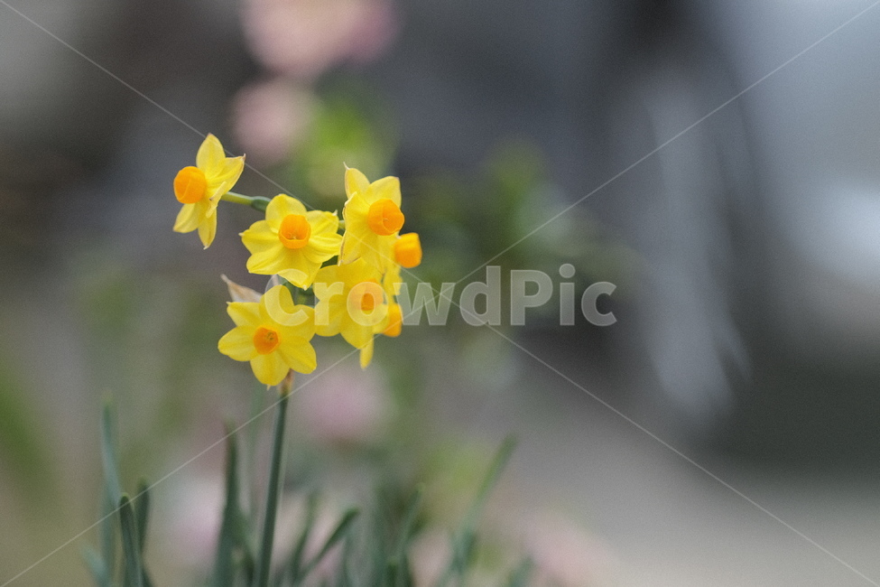 봄꽃,식물,꽃,flower,plant,식물,자연,plants,nature,꽃,flower