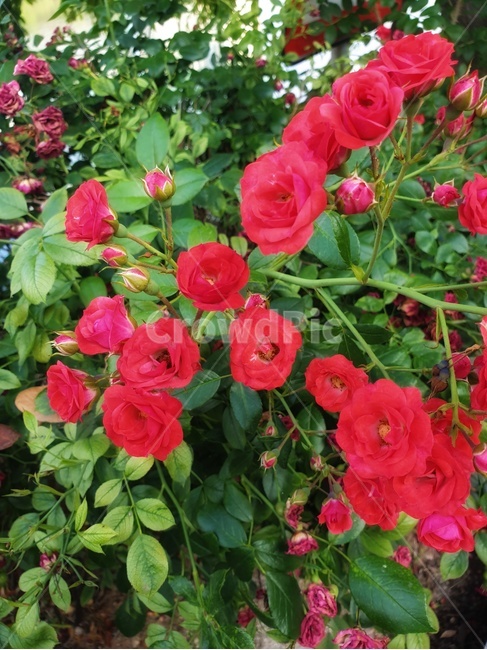 꽃,flower,rose,장미,plant,식물