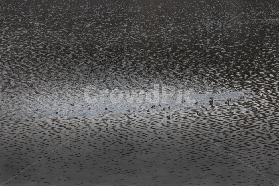 호수,물결,철새,겨울,호숫가,자연,풍경,nature,landscape,동물,animal,조류,새,birds,water,물,outdoors,옥외
