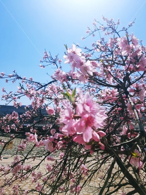 plant,식물,꽃,flower,blossom,식물,자연,plants,nature,꽃,flower