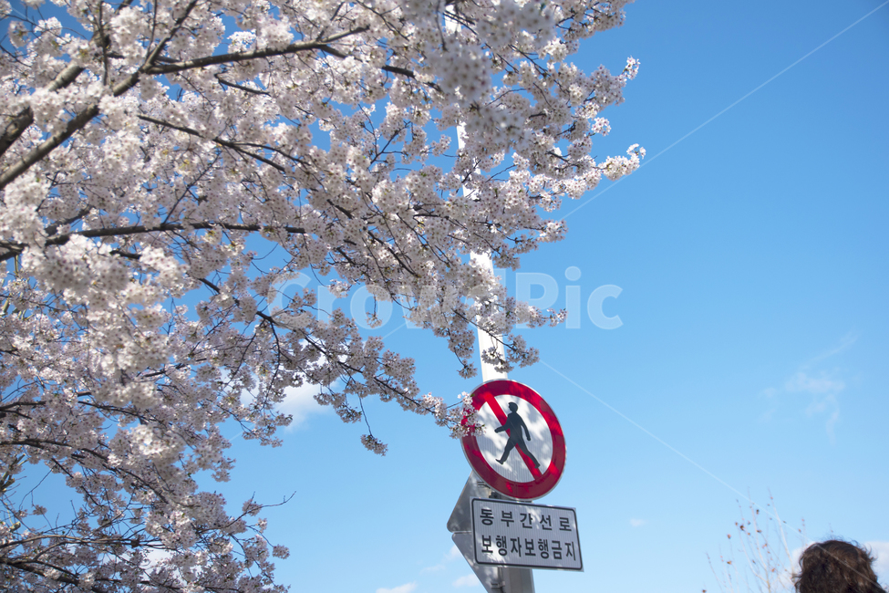 벚꽃,봄꽃,꽃,하늘,계절,봄,계절,spring,season,식물,자연,plants,nature,꽃,flower,plant