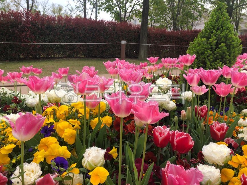 plant,pink flower,flower