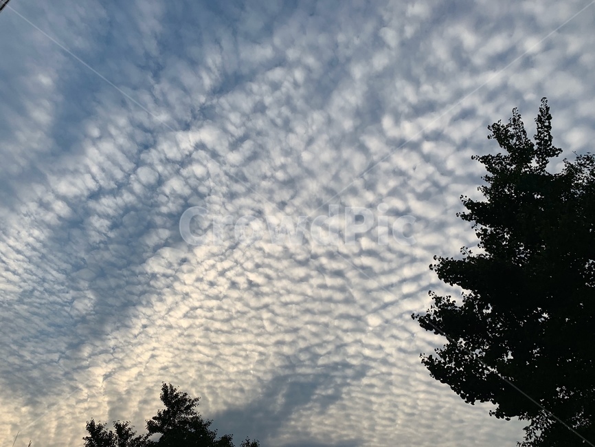 하늘,구름,나무,자연,풍경,식물,전나무,저녁,노을,노을빛,tree,cloud,nature,plant,abies,sky,자연,풍경,nature,landscape