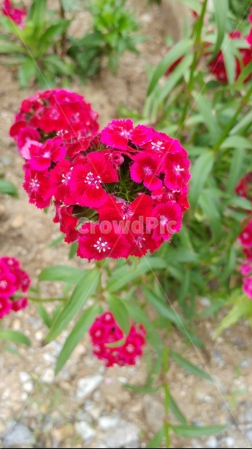 꽃,flower,식물,빨간색,자연