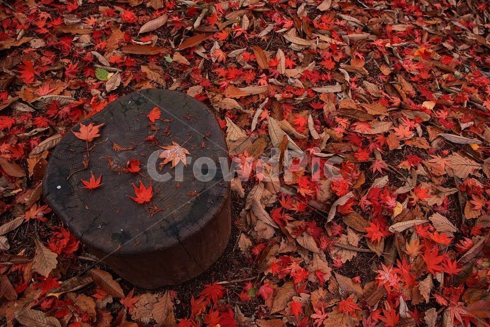 가을,낙엽,단풍,autumn,fall,nature,계절,season,나뭇잎,자연,식물,나무,가을,계절,fall,autumn,season,plant,leaf,잎,tree,maple