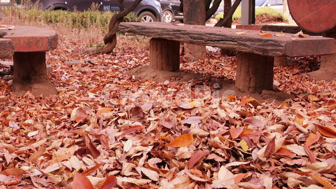 ground,바닥,벤치,bench,낙엽,leaf,잎