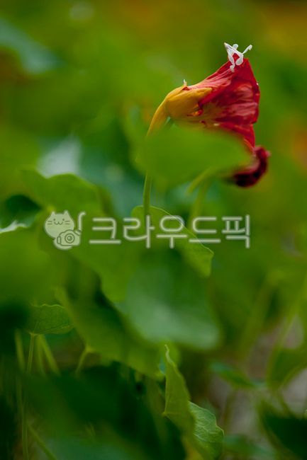 꽃잎,낙화,한련화,이팝나무꽃,흑백,접사,식물,자연,plants,nature
