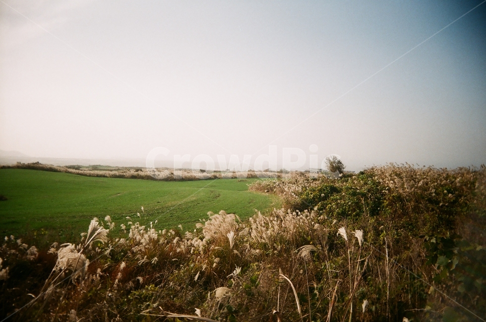 제주,제주도,억새,갈대,가을,자연,필름사진,자연,풍경,nature,landscape,grass,잔디,plant,식물,lawn