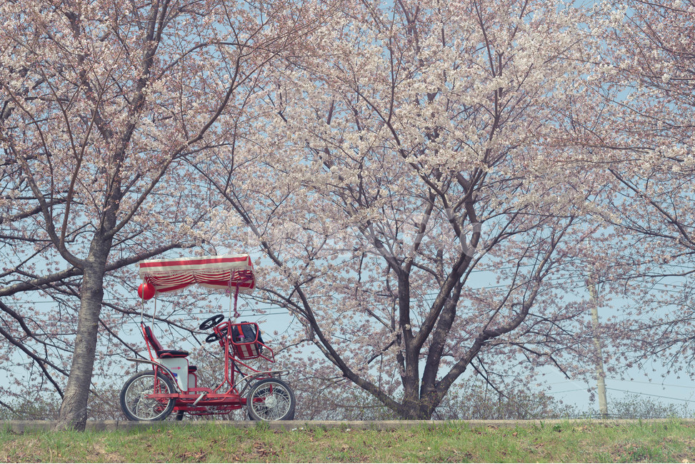 벚꽃,꽃,바탕화면,배경화면,폰배경,풍경,갬성,감성,감성사진,봄,계절,spring,season,식물,자연,plants,nature,나무,trees,wood,감성,sensible,feeling,transportation,교통,bicycle,자전거,bike,vehicle,차량