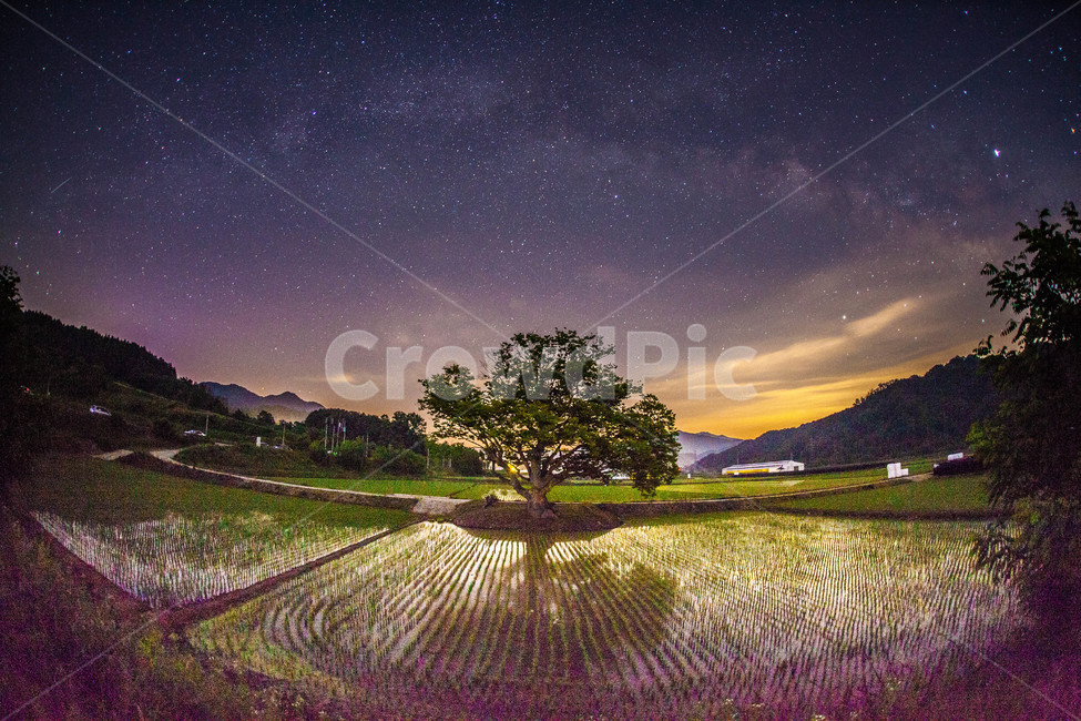 은하수,star,느티나무,야경,하늘,sky,풍경,자연,풍경,nature,landscape,outdoors,옥외