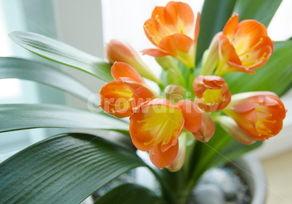 plant,식물,blossom,flower,꽃,kaffirlily,군자란,난,주황색,뷰티풀,아름다움,향기로움,식물,자연,plants,nature,꽃,flower