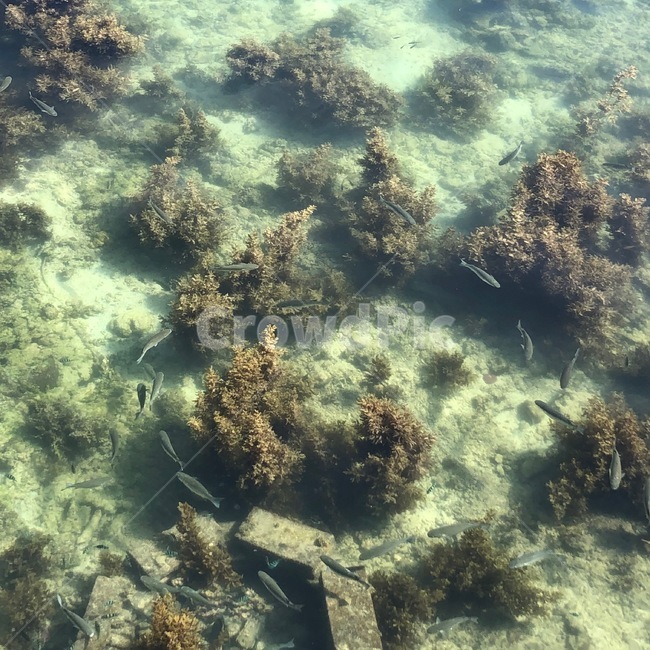 암초,reef,산호초,coralreef,sealife,ocean,sea,바다,물고기,맑은바다