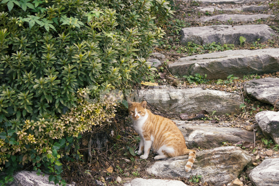 자연,동물,고양이,cat,치즈냥,포유류,귀여운동물,큐티,키티,경계,줄무늬,식물,돌계단,동물,animal,포유류,mammal,고양이,cat,kitten,kitty
