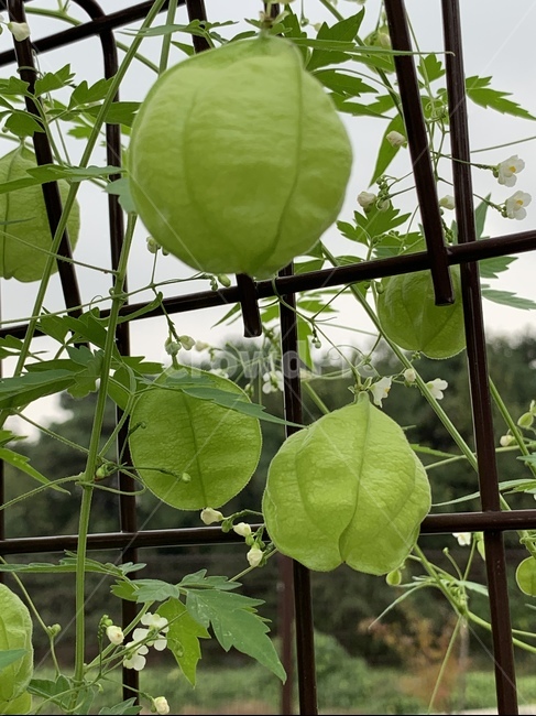 leaf,잎,자연,가을,정원