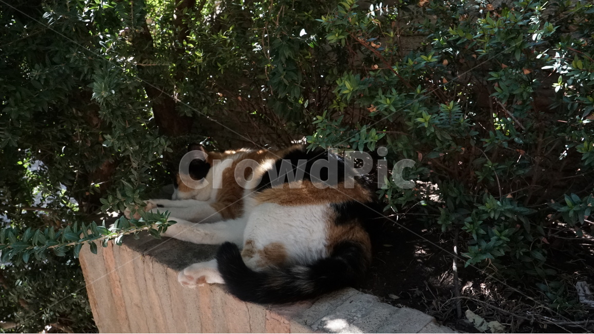 고양이,낮잠,산책,여유,길고양이,길냥이,햇볕,동물,animal,포유류,mammal,고양이,cat,kitten,kitty