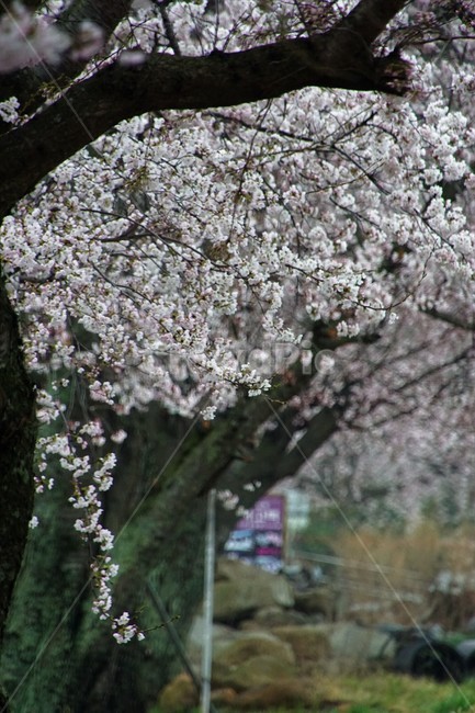 꽃,벚꽃,벚나무,나무,자연,식물,자연풍경,봄,spring,nature,trees,감성,풀,초록,green,봄,계절,spring,season,plant,flower,cherry blossom,blossom