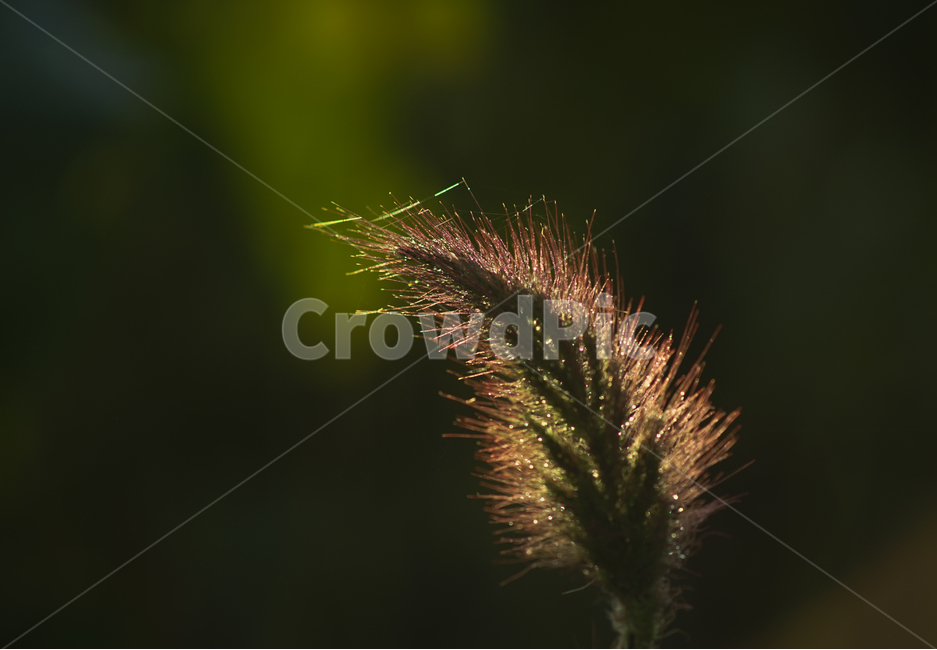 풀,풀꽃,식물,실루엣,자연,야생화,들,식물,자연,plants,nature