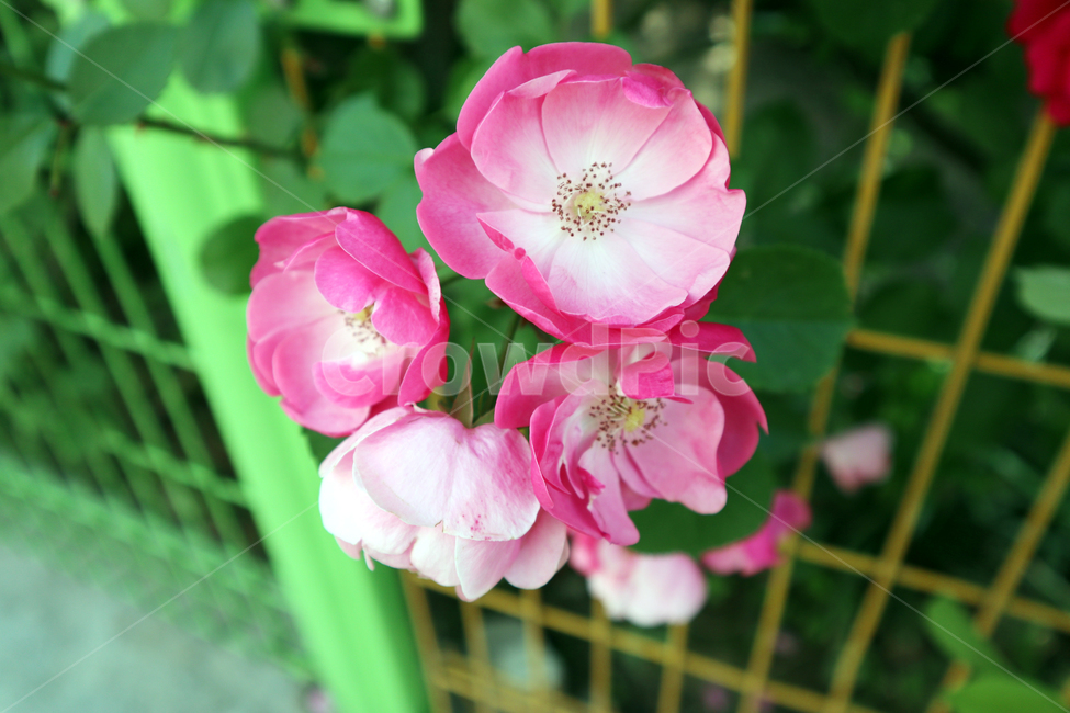 꽃,식물,울타리,봄,붉은꽃,식물,자연,plants,nature,꽃,flower