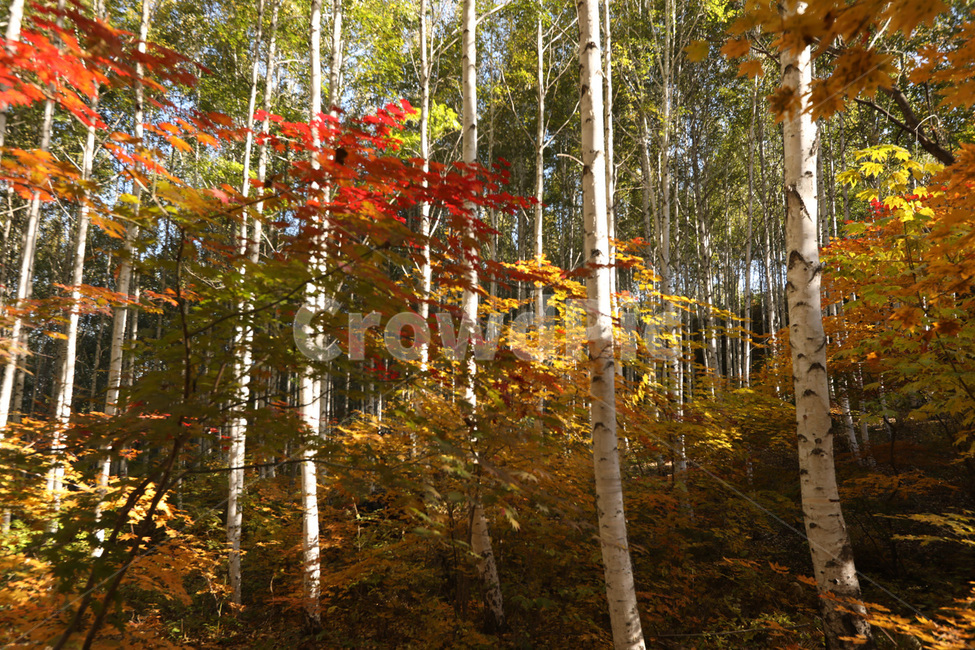 단풍,산,나무,경치,자연,빛,가을,계절,fall,autumn,season,자연,풍경,nature,landscape,식물,plants,tree,plant