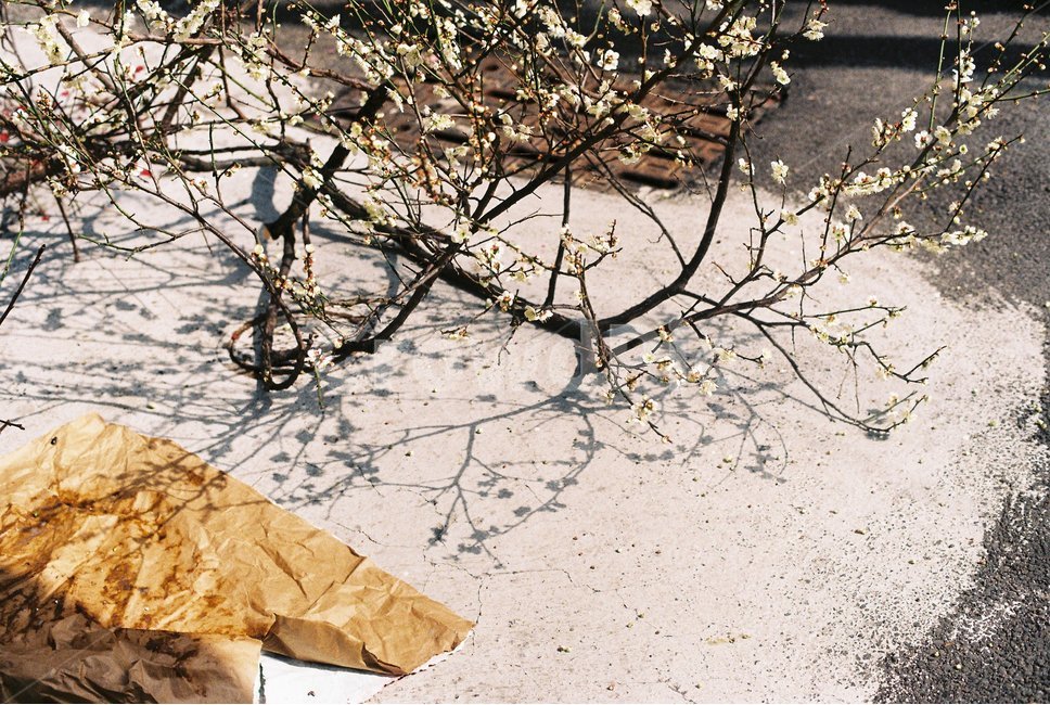 봄,꽃,꽃나무,자연,감성,따듯함,필름사진,필름카메라,봄,계절,spring,season,식물,자연,plants,nature,꽃,flower,감성,sensible,feeling