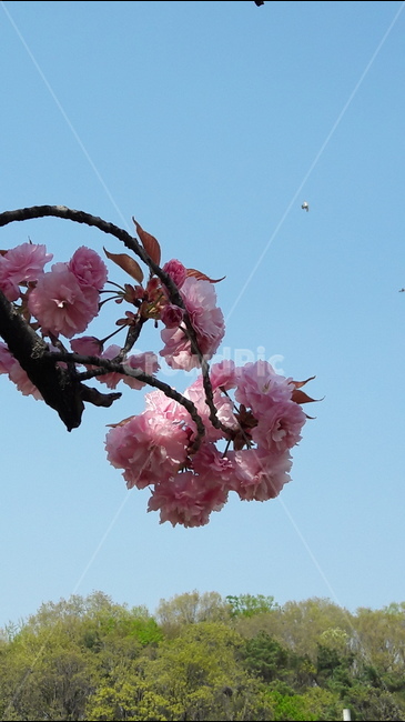하늘,맑은,봄,나무,아룸다운,봄,계절,spring,season,식물,자연,plants,nature,꽃,flower,plant,blossom