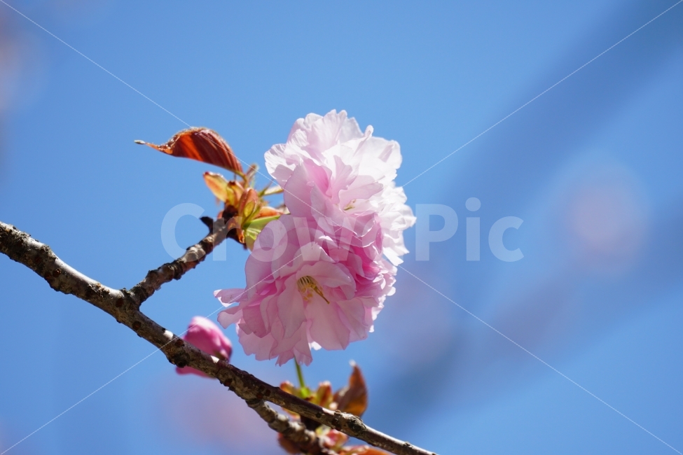 겹벚꽃,봄,꽃,플라워,나무,나뭇가지,하늘,이파리,자연,flower,nature,tree,spring,4월,식물,계절,season,감성,접사,macro,풍경,landscape,꽃사진,스냅,스넵,snap,경치,마크로,closeup,클로즈업,푸른하늘,sky,힐링,healing,식물,자연,plants,nature,봄,계절,spring,season,꽃,flower,plant,blossom