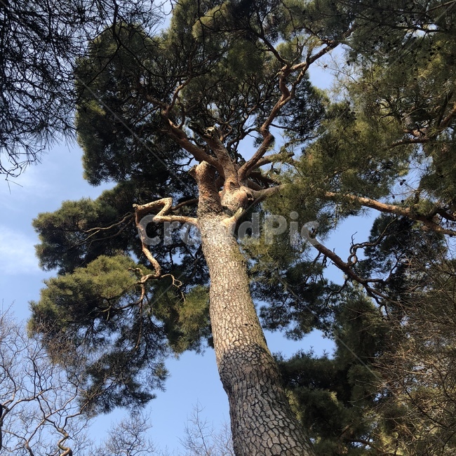 나무,자연,하늘,오래된,초록,식물,자연,plants,nature,나무,trees,wood