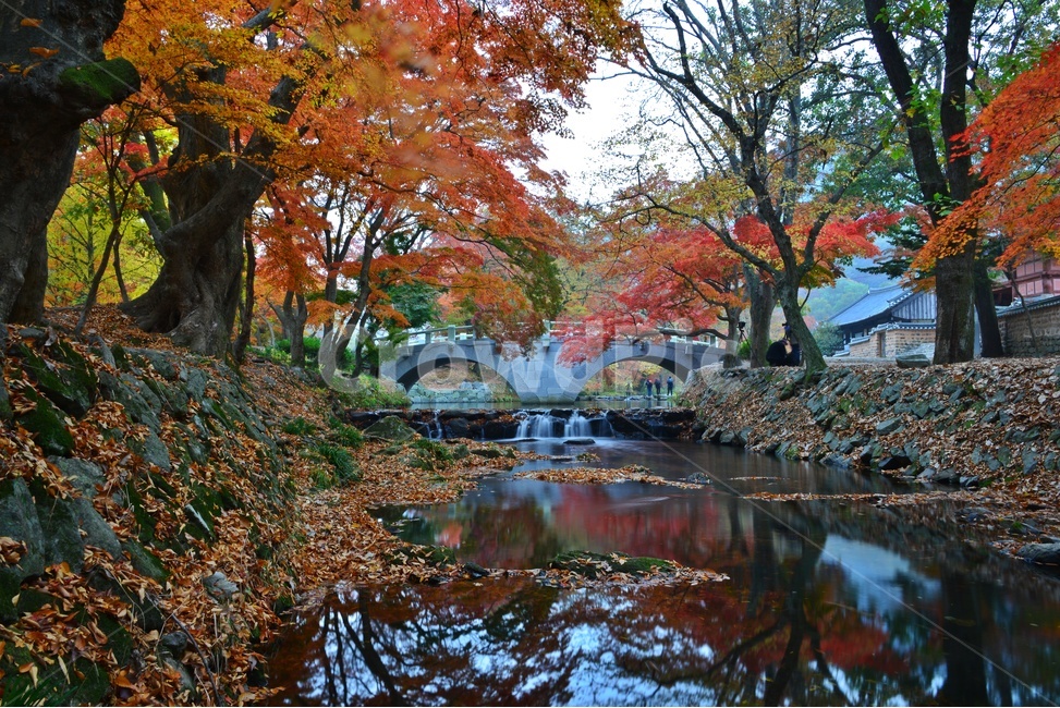 tree,나무,plant,식물,maple,leaf,잎,water,물,nature,자연,outdoors,옥외,고창,선운사,선운사가을,도솔천,가을,계절,추색,만추,단풍,반영,가을,계절,fall,autumn,season