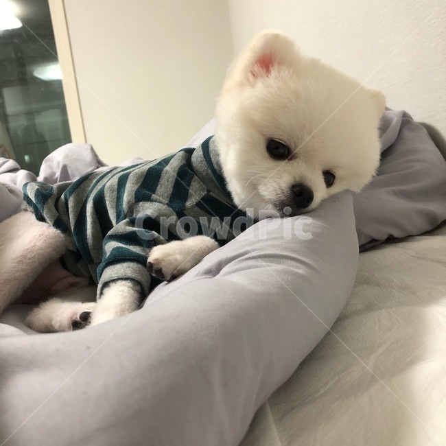 포메라니안,포메,강아지,dog,화이트포메라니안,화이트포메