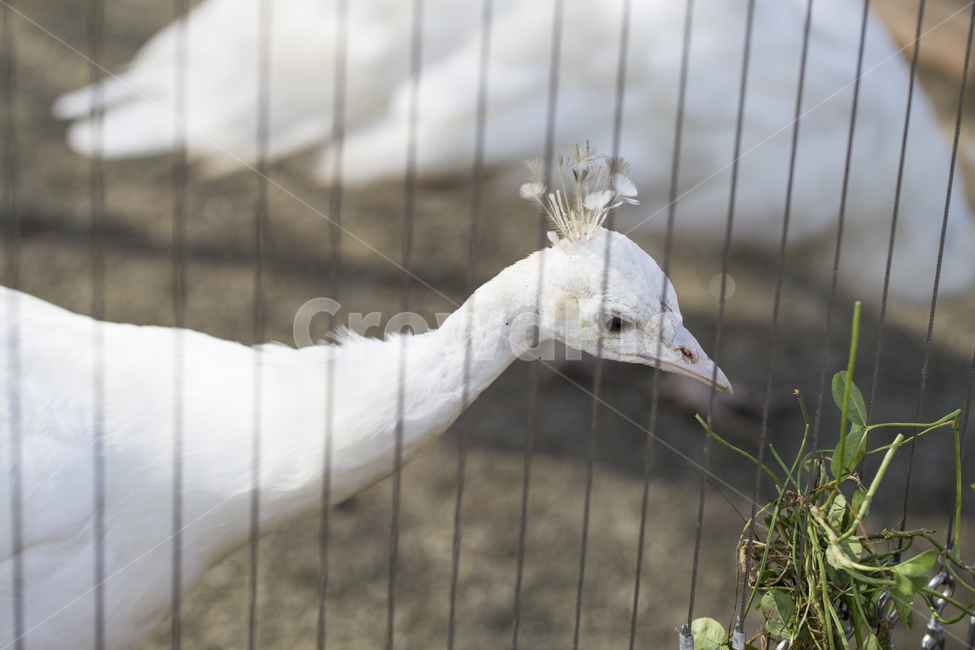 새,공작새,깃털,날개,조류,동물,동물원,새장,동물,animal,조류,새,birds