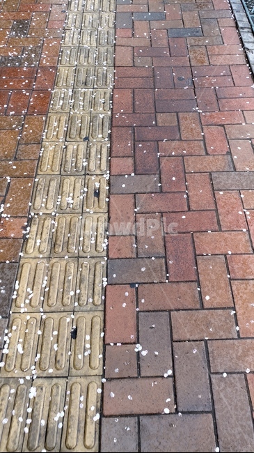 벚꽃,낙화,거리,보도블럭,street,꽃,flower