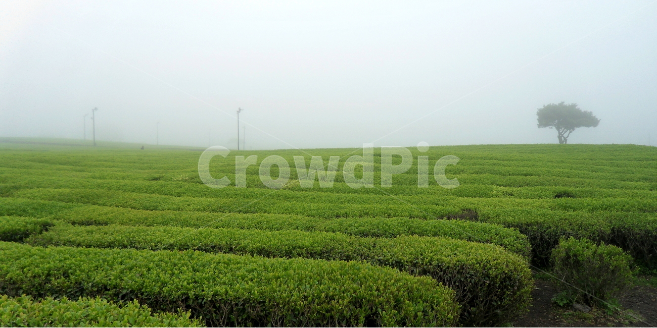 녹차밭,안개,여행,나무,감성,자연,풍경,nature,landscape,산업,industry,industrial,농업,농사,agriculture,farming,farming industry,field,들,outdoors,옥외
