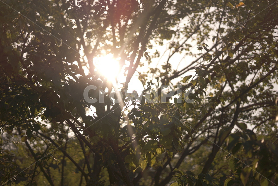 햇살,역광,공원,산책,나무,sunshine,backlight,park,tree,오후,따스함,평온,감성,feeling