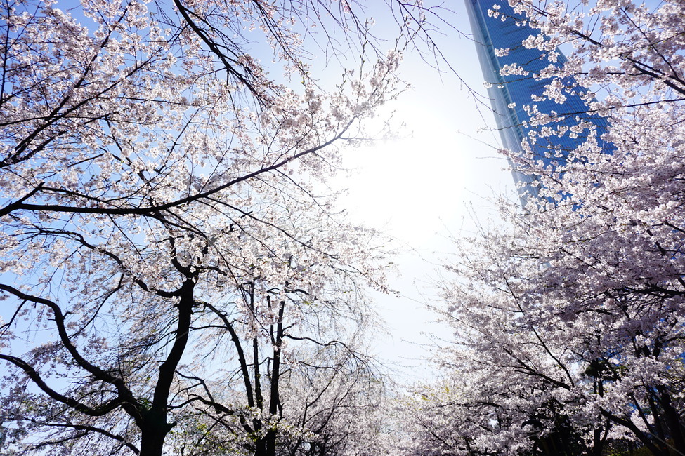 벚꽃,봄,spring,석촌호수,감성,빛,자연,배경